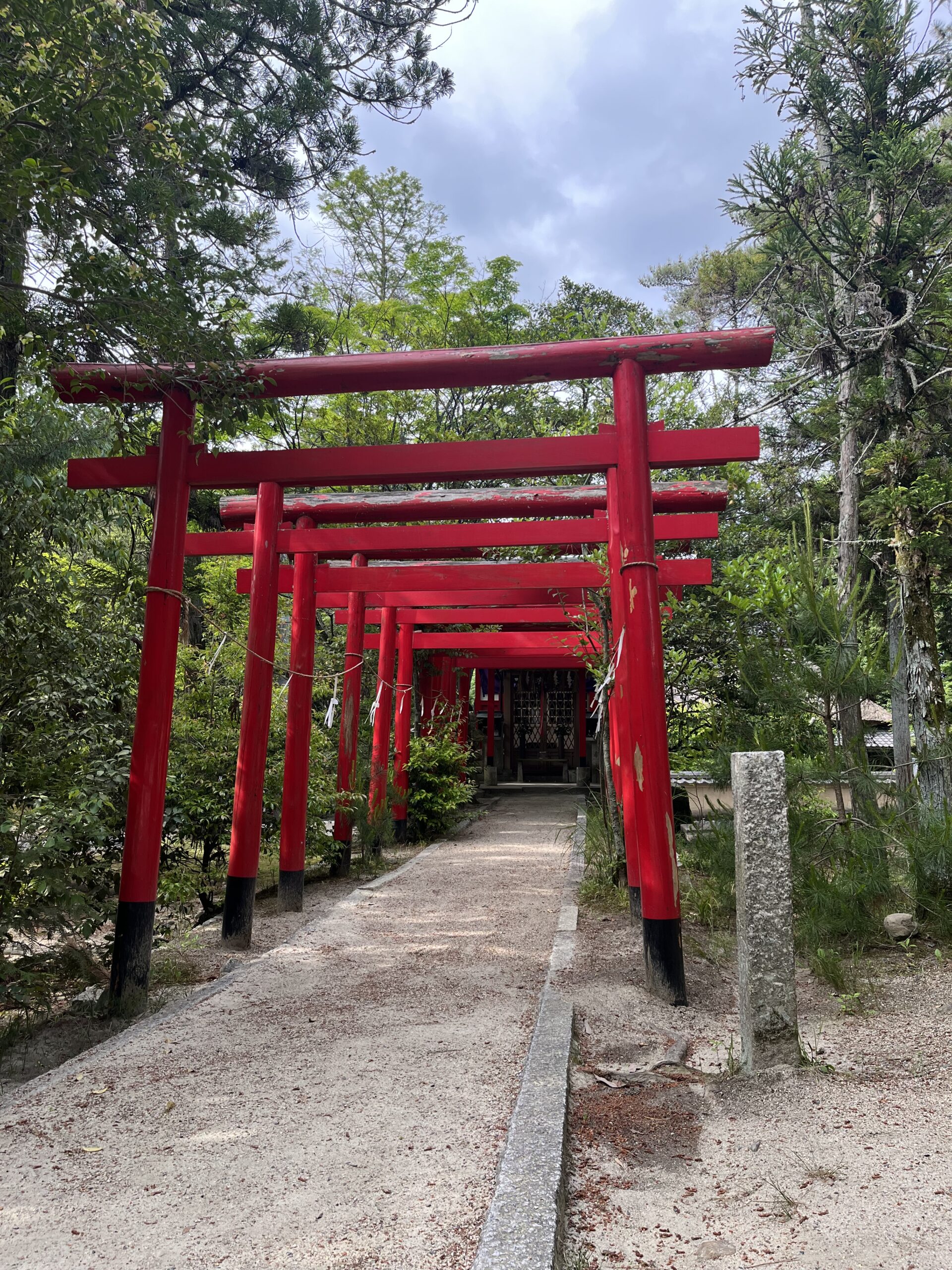 Row of red tori gates found at the garden at Kashiwara Jinju.