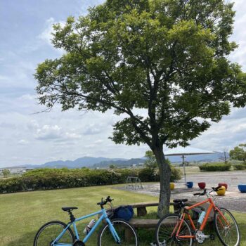 Two bikes are sitting next to a tree at a park.