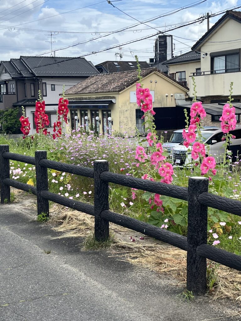 Tall flowers pink and red, behind a wooden fence with traditional Japanese neighbourhood in the background.