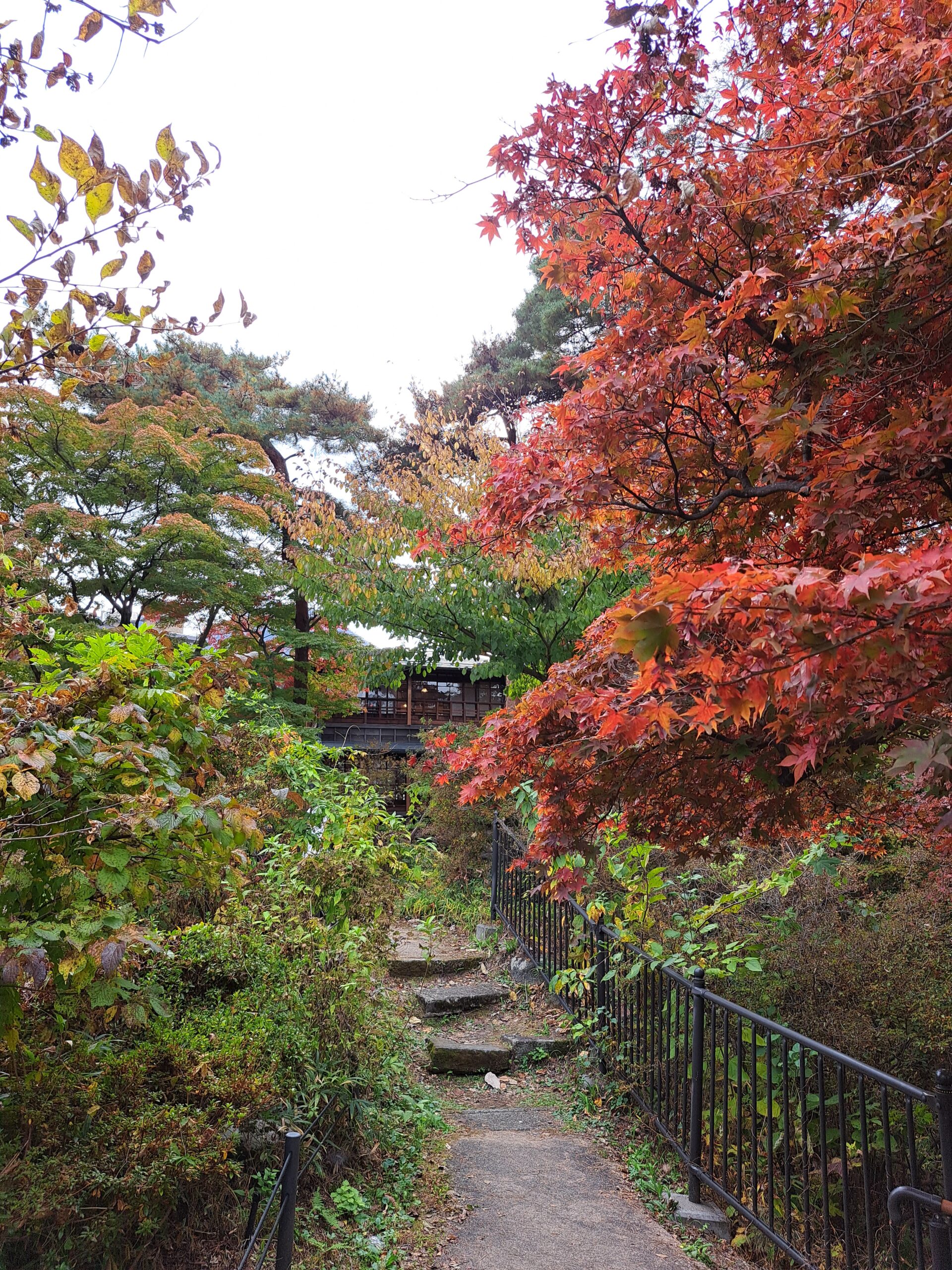 A narrow pathway at Wakayama castle with bright red and orange foliage on the left side and lush green on the right side.