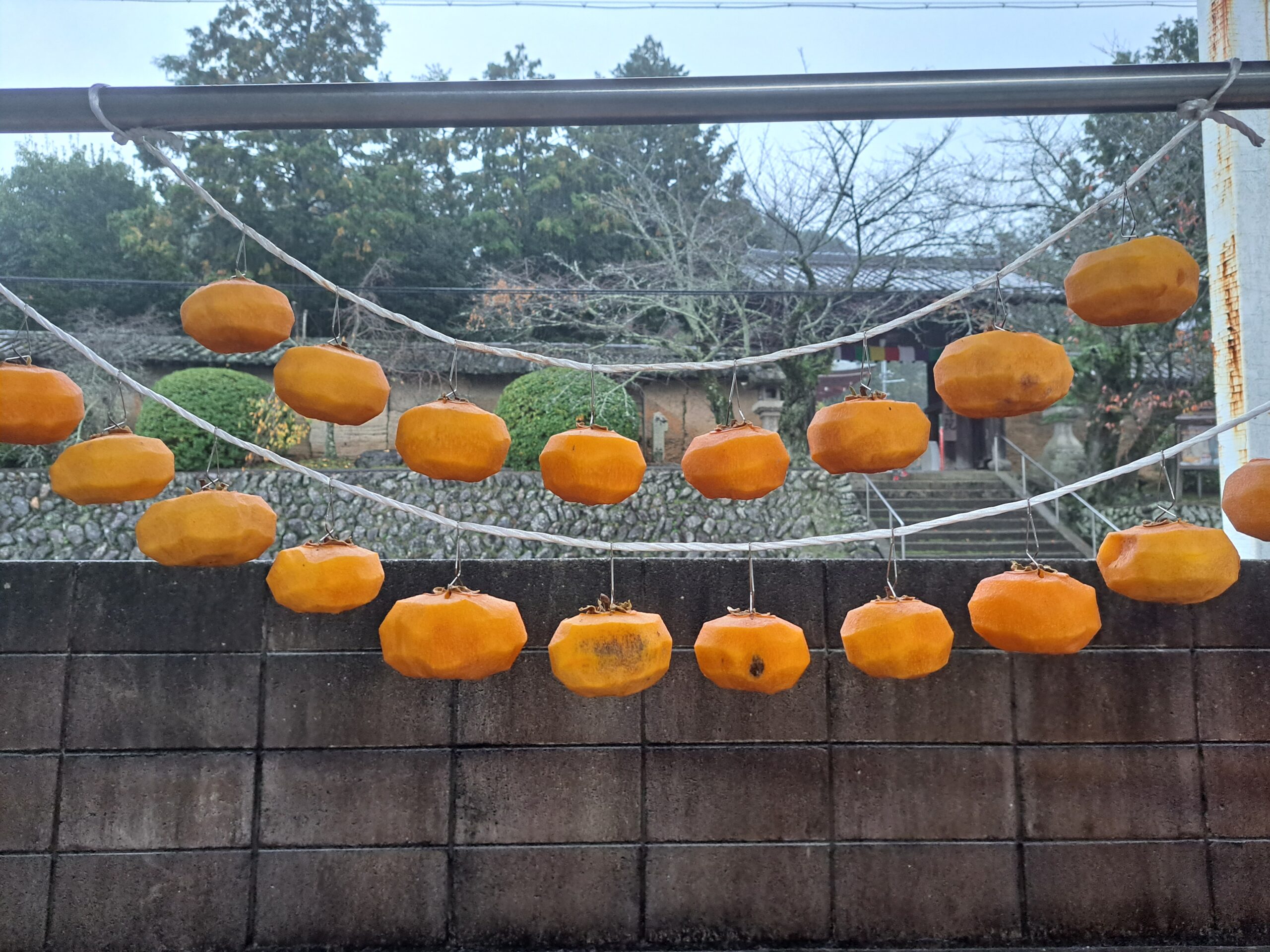 Two rows of orange Japanese Persimmon or kaki are hung to dry in front of a garden in late fall.