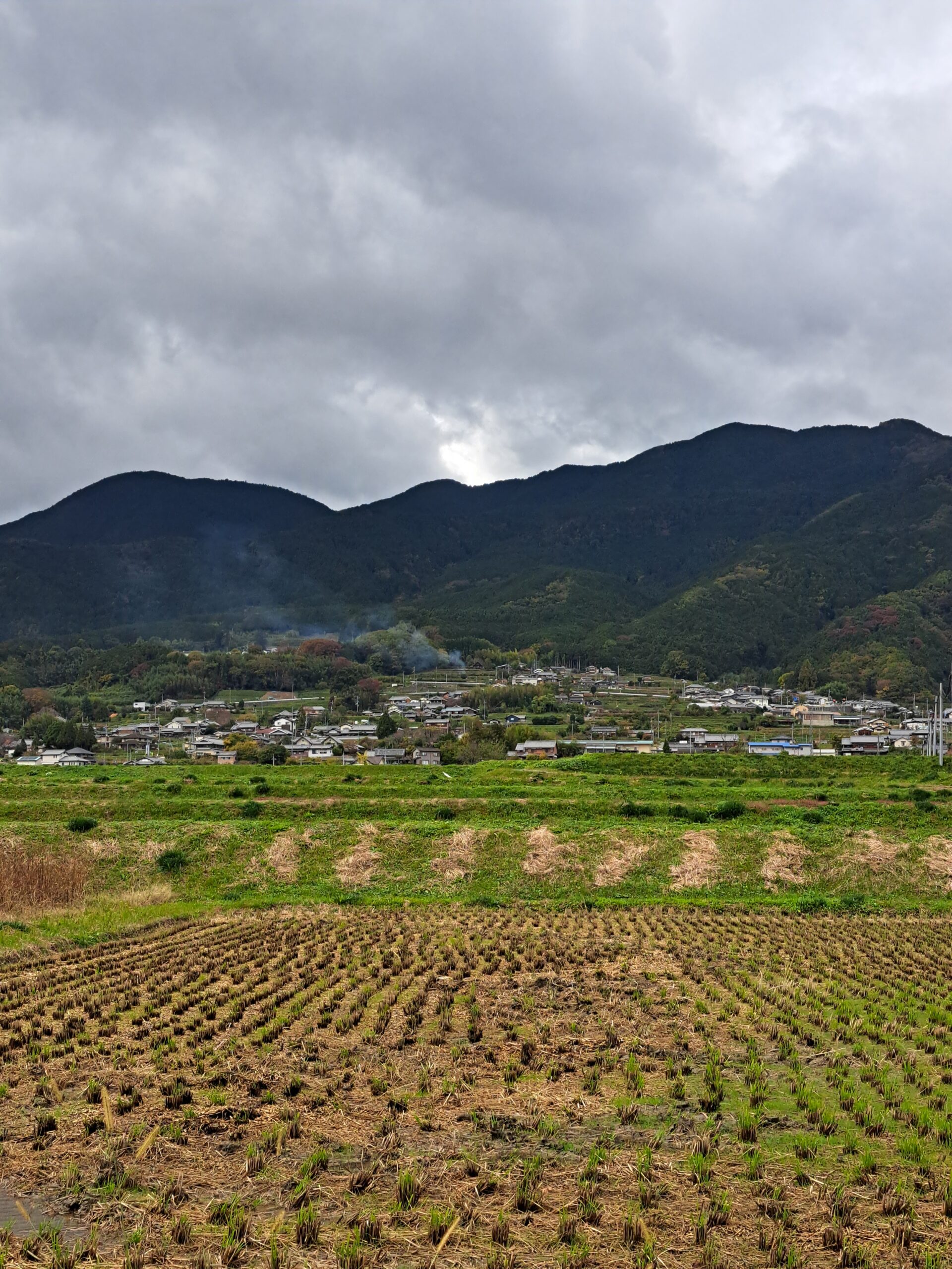 Fall rice fields in the front with a small village in the background, rolling hills in dark blue tone and grey clouds in the sky.