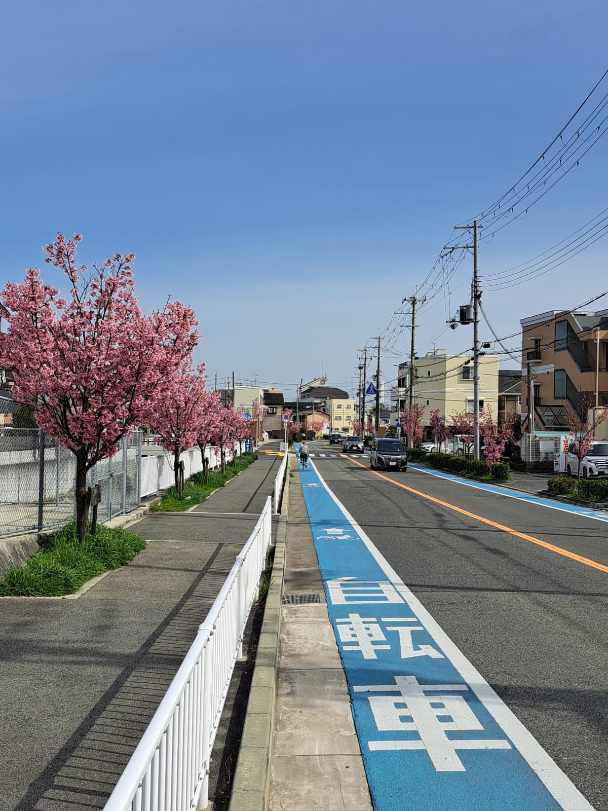Pink cherry blossoms line the left of the street and a blue line indicates a bike pathway on the left side of the road.