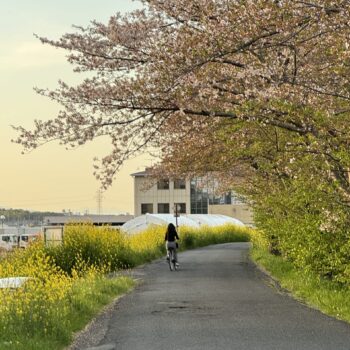 A cyclist on a pathway with large cherry blossom trees hanging over the pathway.