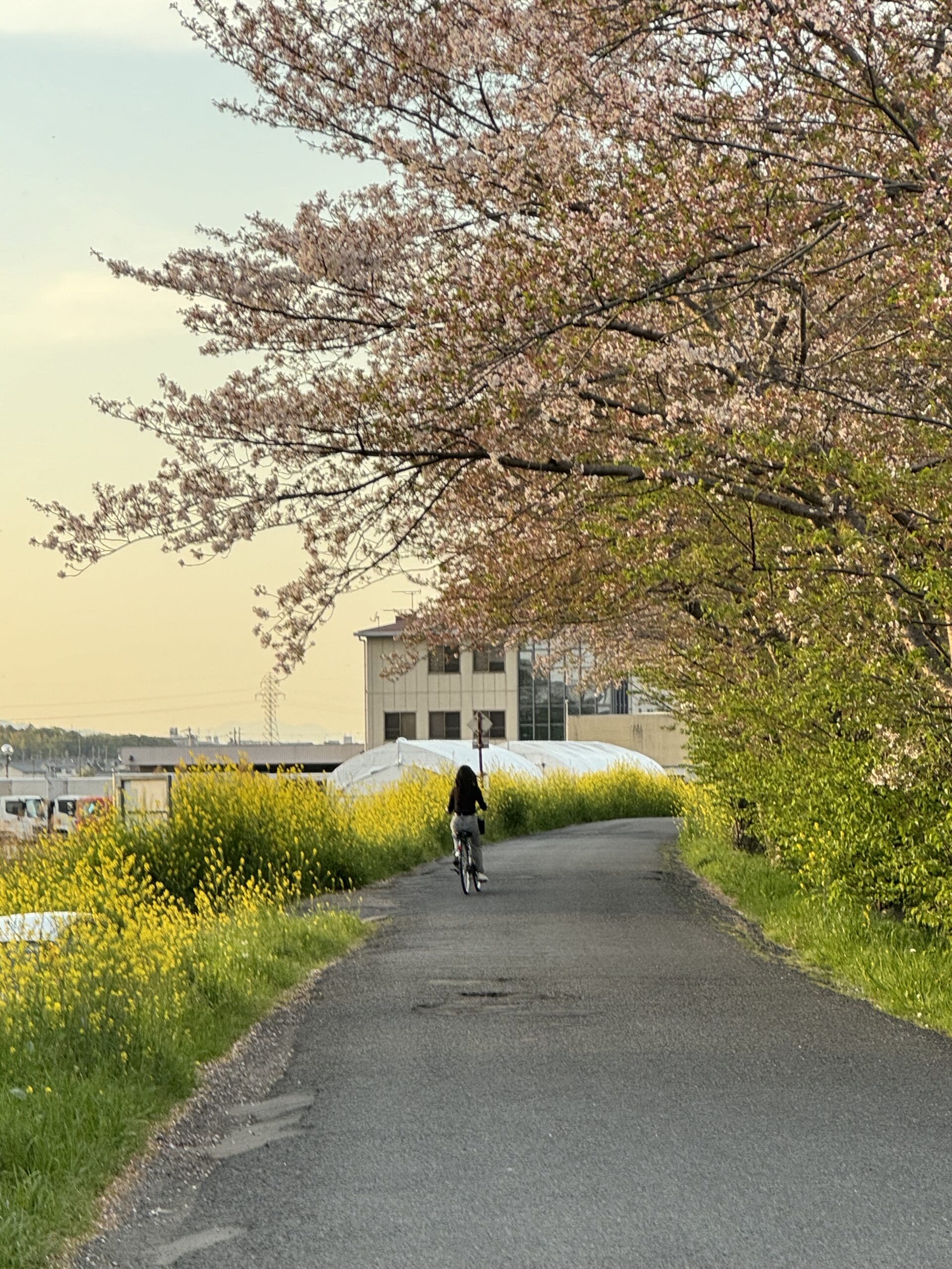 A cyclist on a pathway with large cherry blossom trees hanging over the pathway.