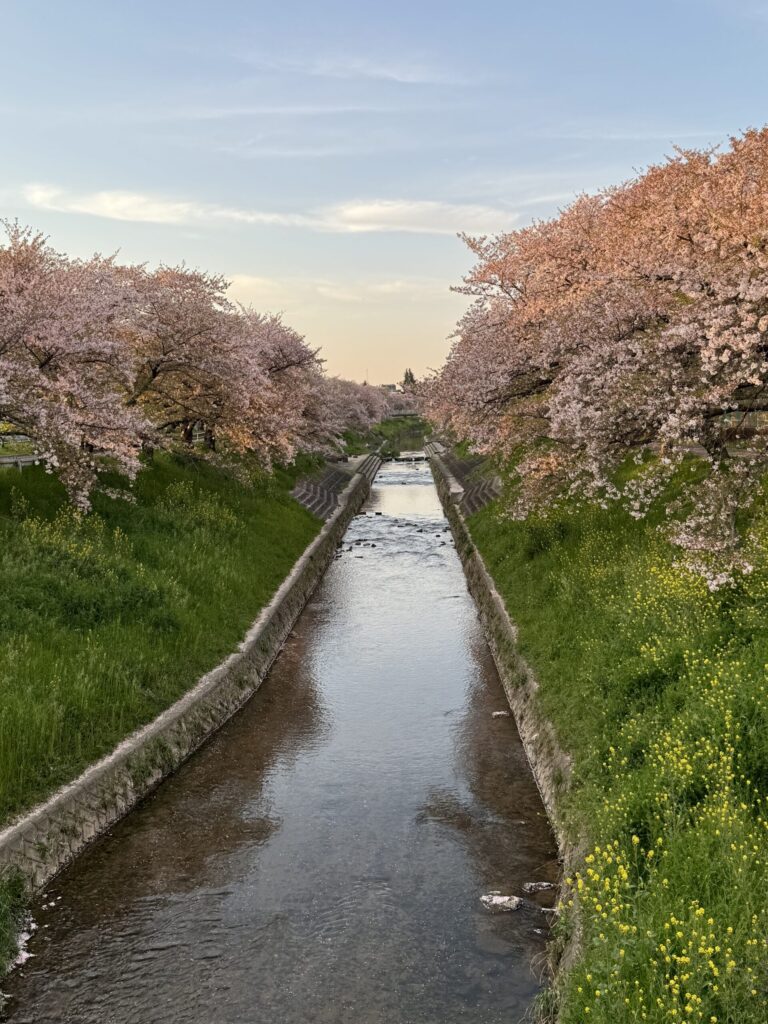 Cherry blossoms Vibrant cherry blossoms line the lush green reiver bank in the glow of the evening light.
