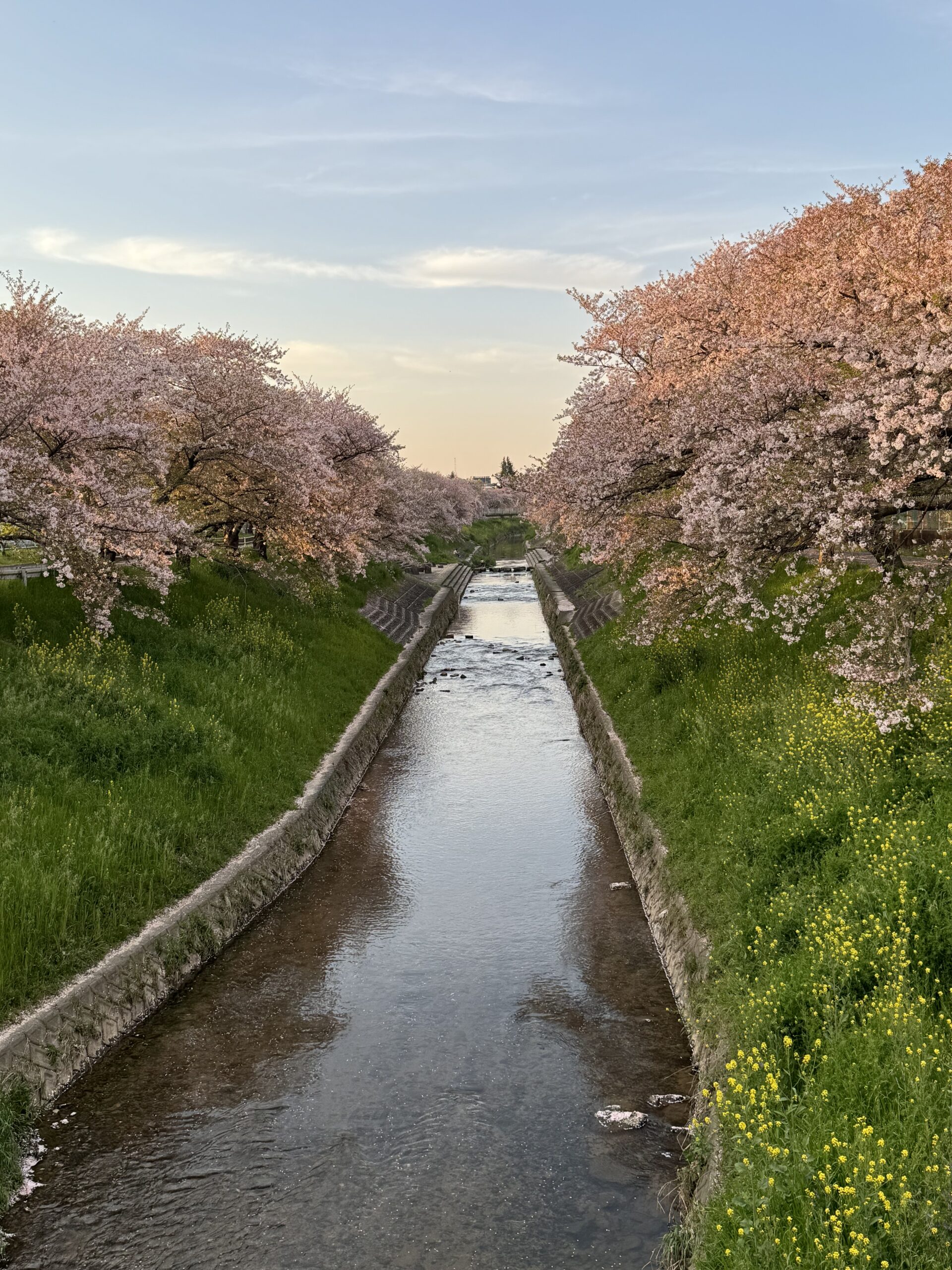 Vibrant cherry blossoms line the lush green reiver bank in the glow of the evening light.