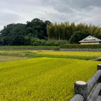 Bright yellowed rice field in foreground with tall bamboo and farmhouse in the background on a grey day.