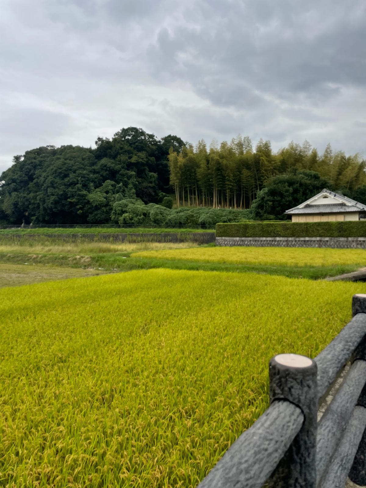 Bright yellowed rice field in foreground with tall bamboo and farmhouse in the background on a grey day.