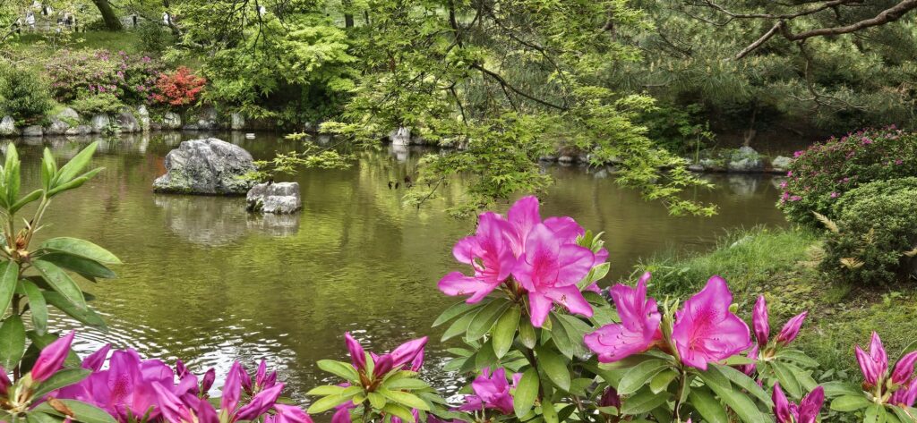 Flowers in Japanese garden. Dark pink flowers in foreground with rippling pond with two rocks in the center and lush green foliage surrounding it.