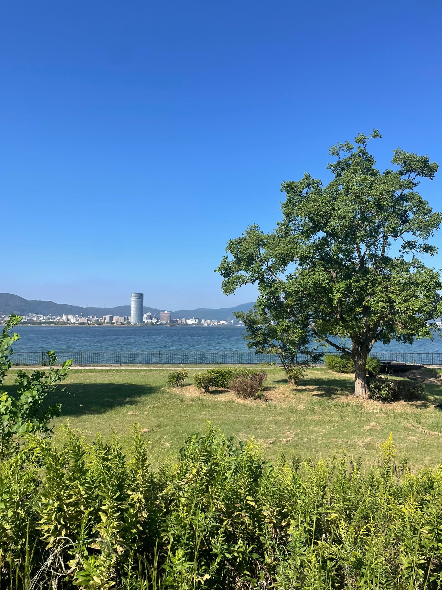 Large green lush tree on the shores of Lake Biwa in Japan with a tall hotel in the far distance.