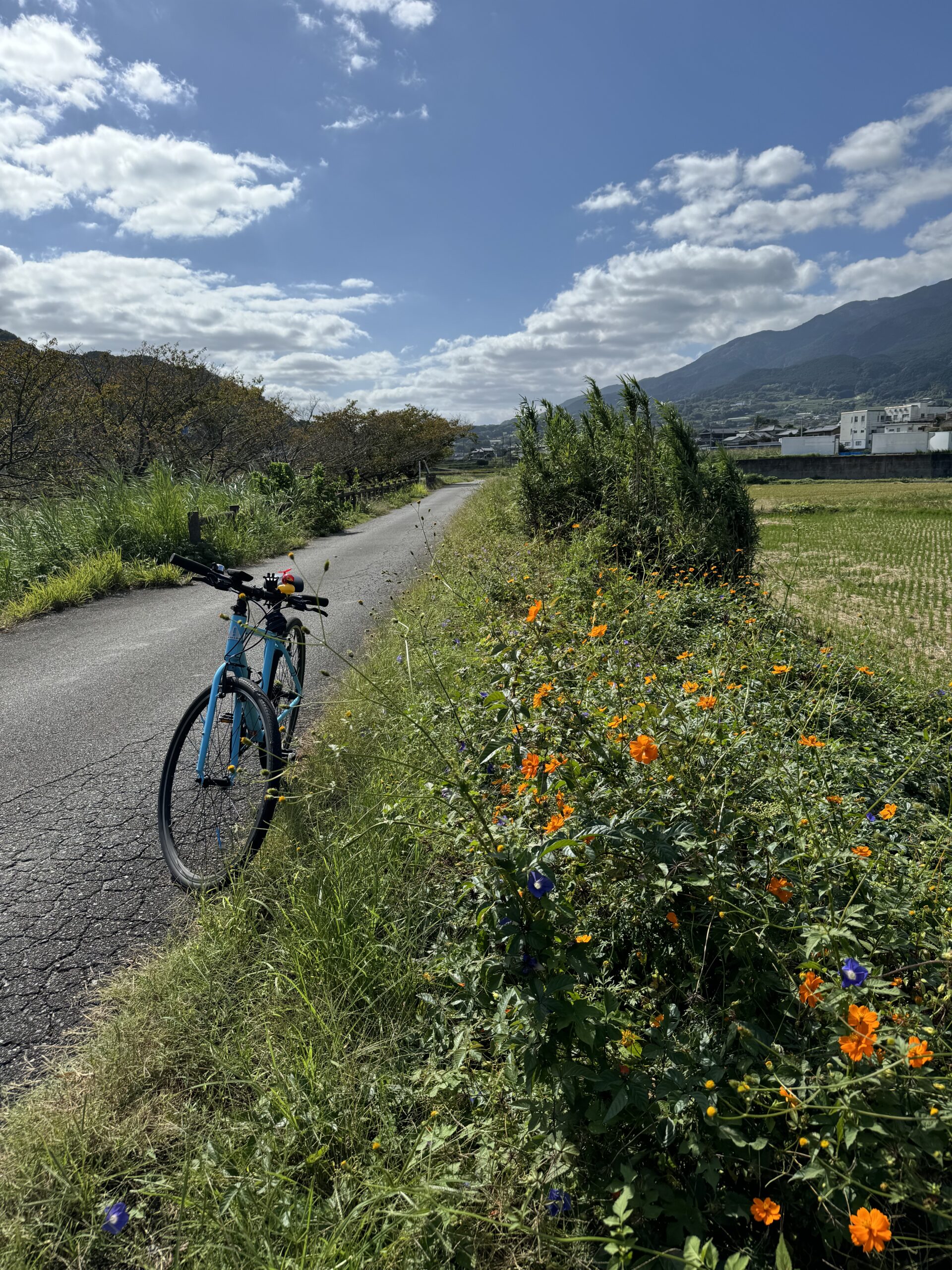 Bike parked next to pathway with fall flowers