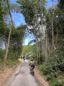 Bamboo Grove found on the cycling route. Ride in a real bamboo forest.
