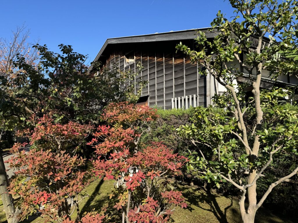 Fall colors in Japan in Kanazawa. Red and green leaves in the foreground with an old Japanese wooden structure in the back ground with a bright blue sky.
