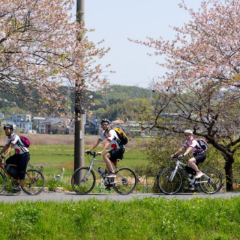 Four cyclists cycle along a bike path with cherry blossoms in the background.