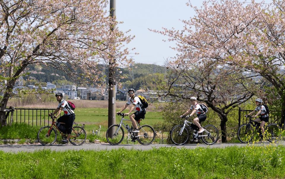Four cyclists cycle along a bike path with cherry blossoms in the background.