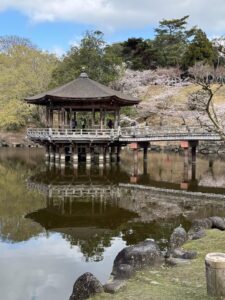 Nara Park beginning of cherry blossom season