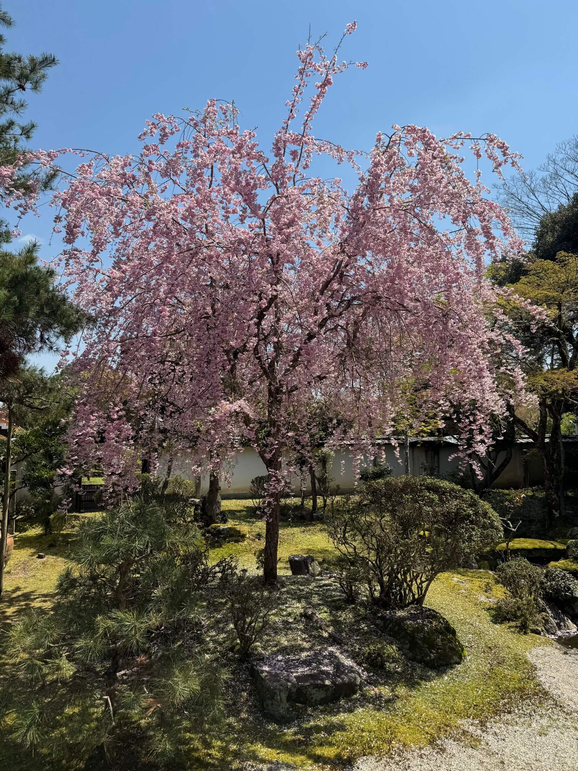 Pink cherry blossom tree in Japanese garden with blue sky.