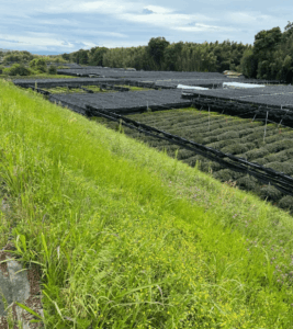 Green tea farm found in Kyoto near Uji.